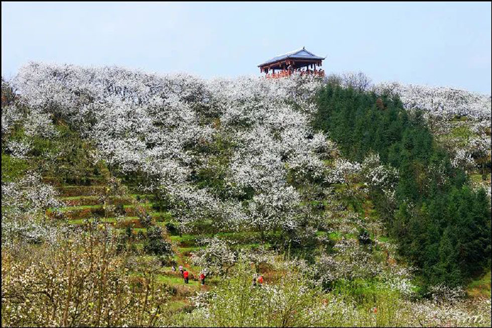 【春天，广西桂林灌阳县向您发出邀请！】我们在灌阳看梨花 - 游山玩水 - 文山生活社区 - 文山28生活网 ws.28life.com