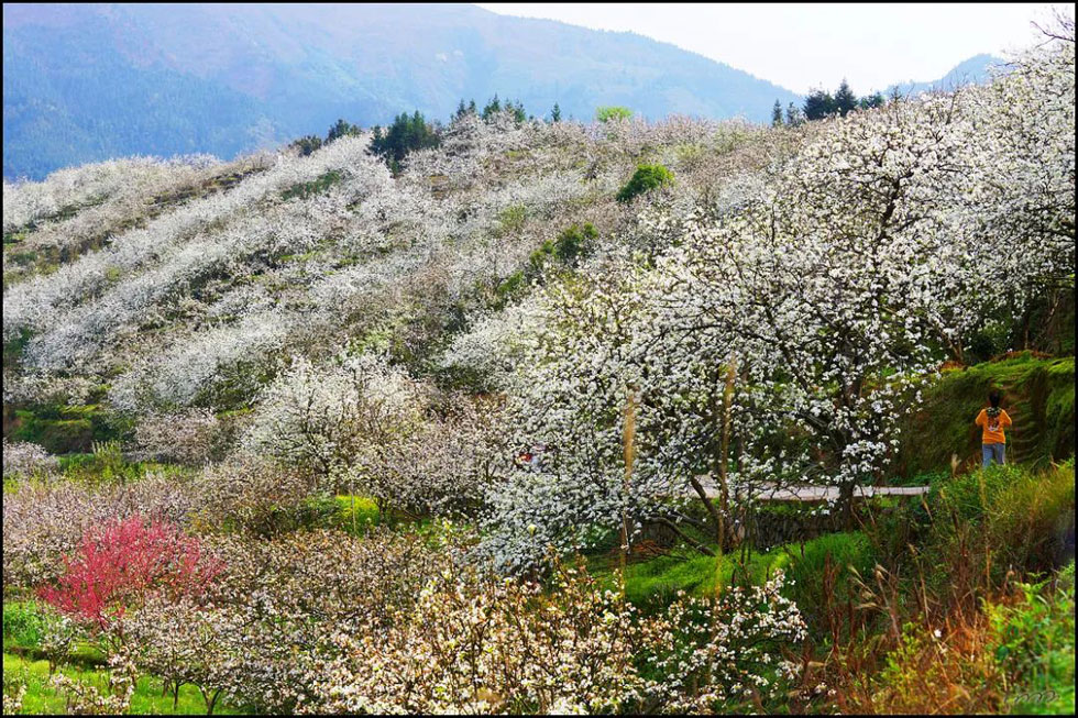 【春天，广西桂林灌阳县向您发出邀请！】我们在灌阳看梨花 - 游山玩水 - 文山生活社区 - 文山28生活网 ws.28life.com