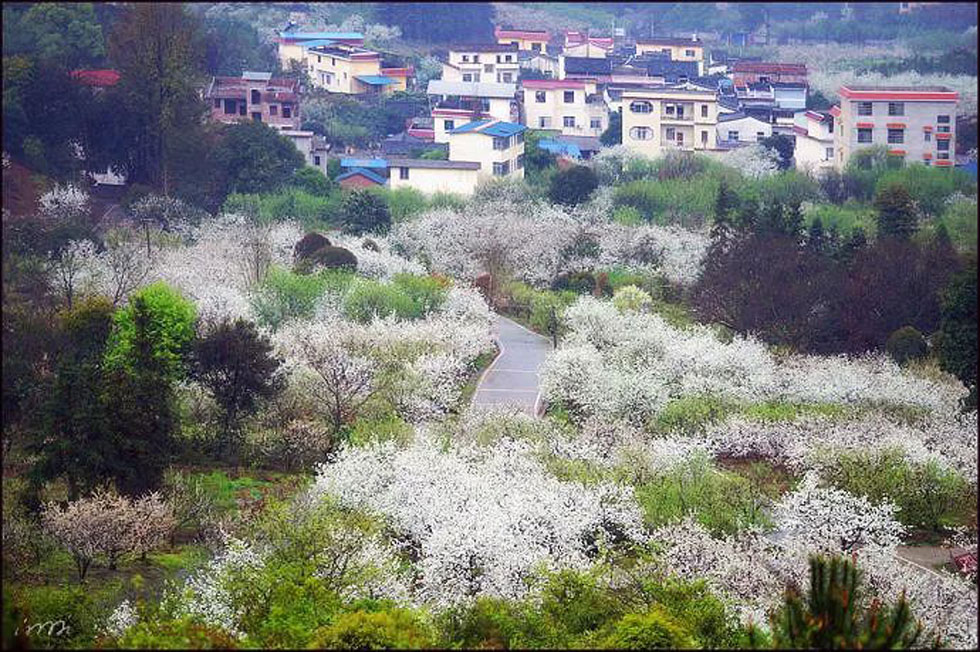 【春天，广西桂林灌阳县向您发出邀请！】我们在灌阳看梨花 - 游山玩水 - 文山生活社区 - 文山28生活网 ws.28life.com