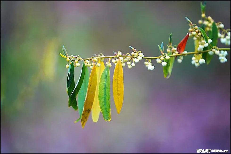 【春天,广西桂林灌阳县向您发出邀请!】米珠山前有片山苍子花在飘香 - 游山玩水 - 文山生活社区 - 文山28生活网 ws.28life.com