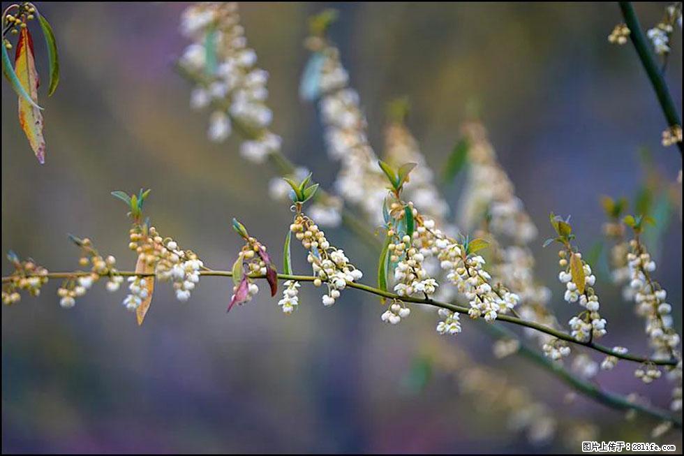 【春天,广西桂林灌阳县向您发出邀请!】米珠山前有片山苍子花在飘香 - 游山玩水 - 文山生活社区 - 文山28生活网 ws.28life.com