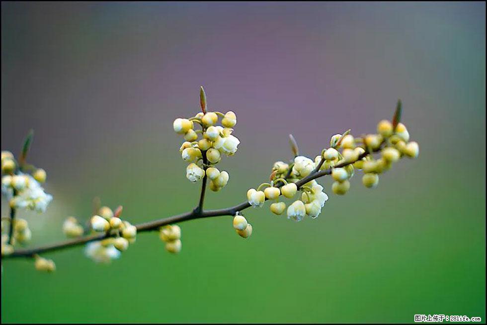 【春天,广西桂林灌阳县向您发出邀请!】米珠山前有片山苍子花在飘香 - 游山玩水 - 文山生活社区 - 文山28生活网 ws.28life.com