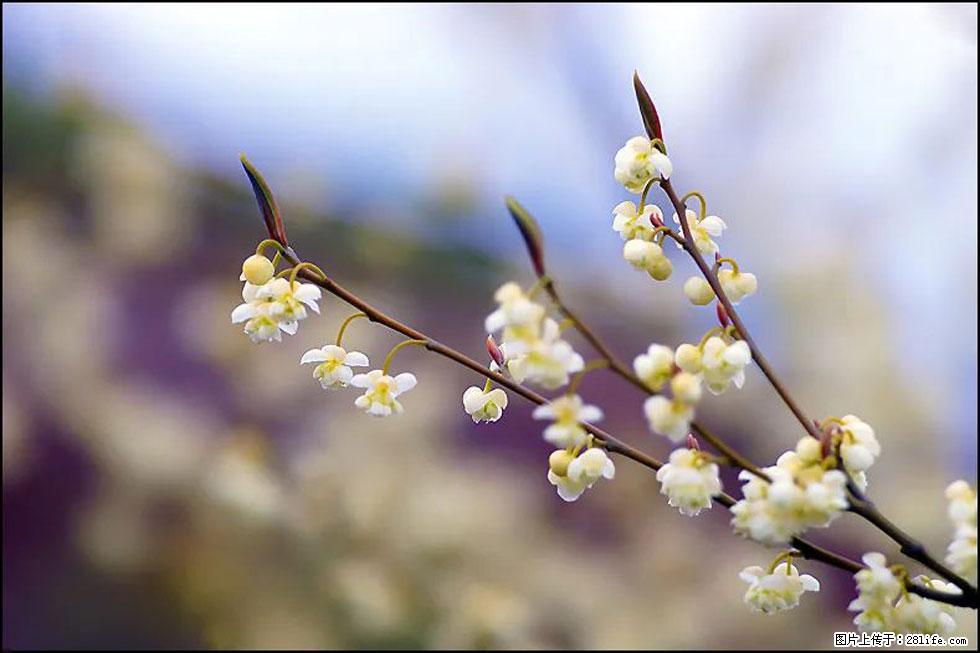 【春天,广西桂林灌阳县向您发出邀请!】米珠山前有片山苍子花在飘香 - 游山玩水 - 文山生活社区 - 文山28生活网 ws.28life.com