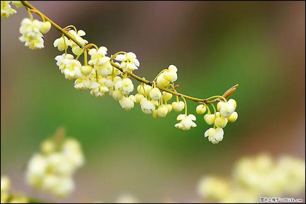 【春天,广西桂林灌阳县向您发出邀请!】米珠山前有片山苍子花在飘香 - 游山玩水 - 文山生活社区 - 文山28生活网 ws.28life.com
