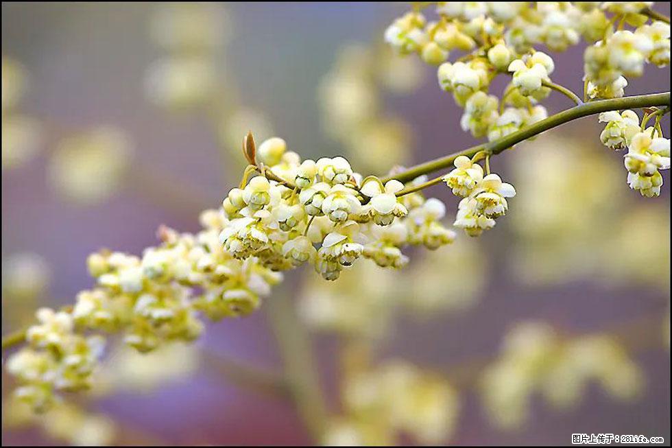 【春天,广西桂林灌阳县向您发出邀请!】米珠山前有片山苍子花在飘香 - 游山玩水 - 文山生活社区 - 文山28生活网 ws.28life.com