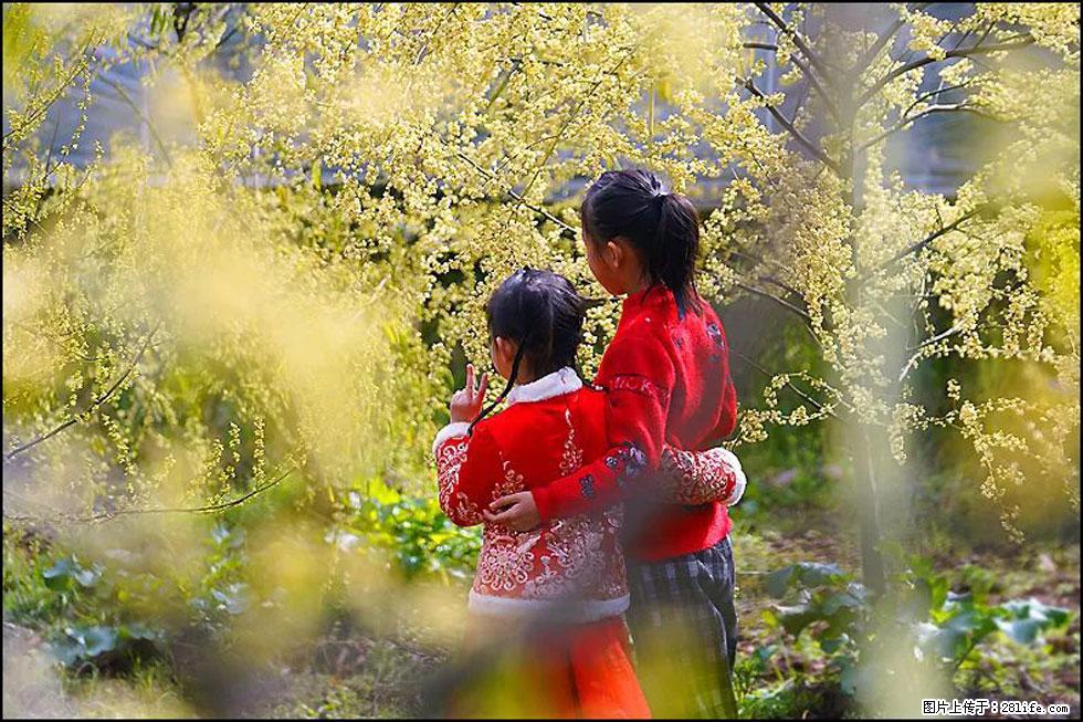 【春天,广西桂林灌阳县向您发出邀请!】米珠山前有片山苍子花在飘香 - 游山玩水 - 文山生活社区 - 文山28生活网 ws.28life.com