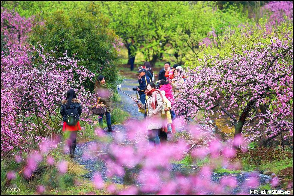 【春天，广西桂林灌阳县向您发出邀请！】官庄村有个醉美的桃花园 - 游山玩水 - 文山生活社区 - 文山28生活网 ws.28life.com