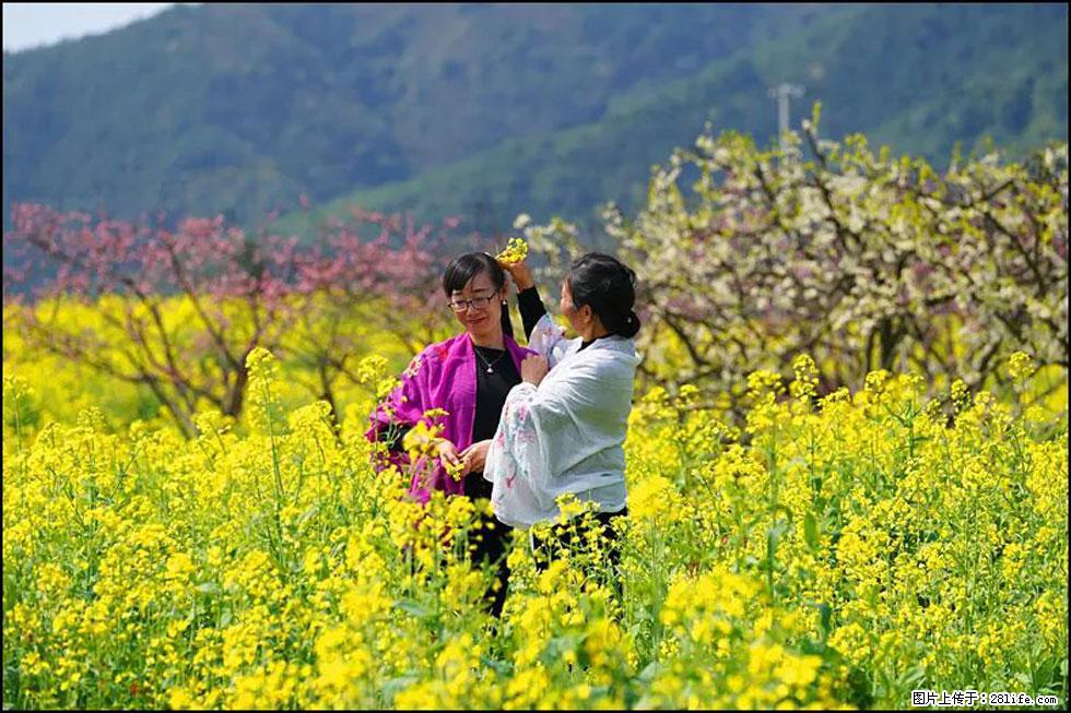 【春天，广西桂林灌阳县向您发出邀请！】长坪村油菜盛情花开 - 游山玩水 - 文山生活社区 - 文山28生活网 ws.28life.com