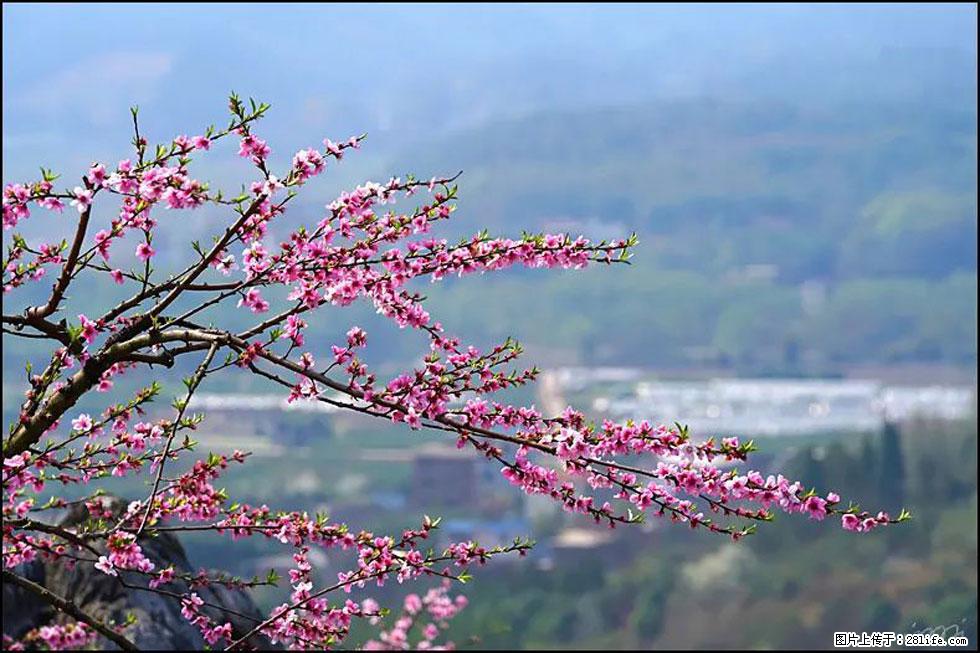 【春天，广西桂林灌阳县向您发出邀请！】望月岭上桃花开 - 游山玩水 - 文山生活社区 - 文山28生活网 ws.28life.com