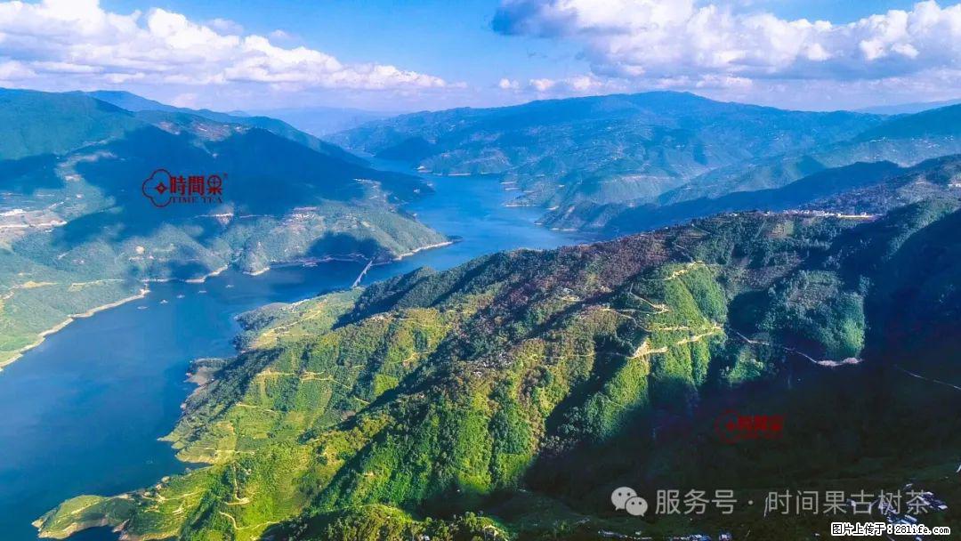 时间果百年古树龙珠普洱生茶 - 购物交流 - 文山生活社区 - 文山28生活网 ws.28life.com