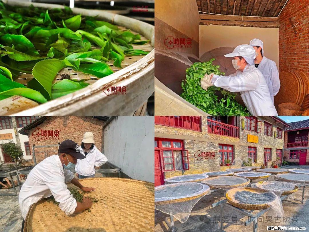 时间果百年古树龙珠普洱生茶 - 购物交流 - 文山生活社区 - 文山28生活网 ws.28life.com