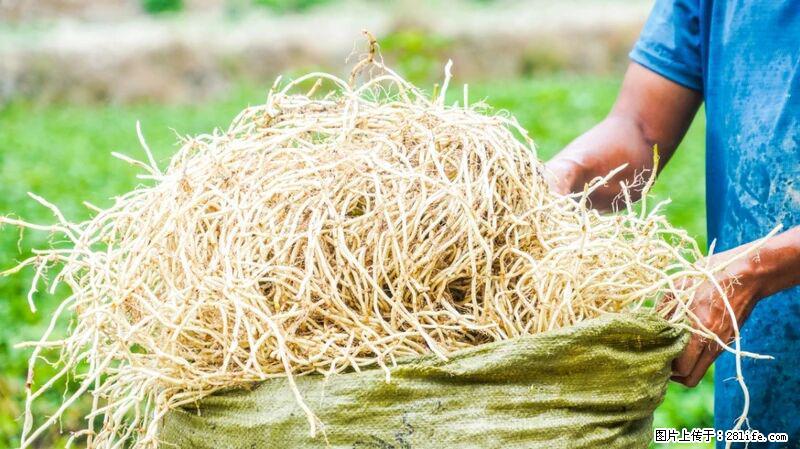 堪称“最难吃”的蔬菜,却是 “抗辐射神器”,还能护肺、清热、止咳化痰! - 文山生活资讯 - 文山28生活网 ws.28life.com