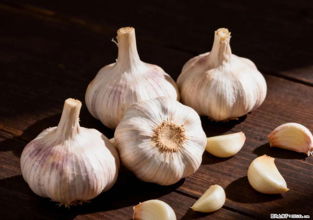 关于大蒜，除了“天然抗生素”，这4个谣言更该警惕! - 文山生活资讯 - 文山28生活网 ws.28life.com