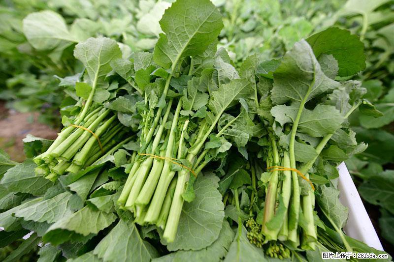 这些蔬菜是“天然钙片”，这6种被医生重点推荐 - 文山生活资讯 - 文山28生活网 ws.28life.com